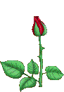 rose1__bloominga.gif